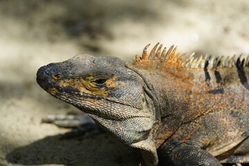 Green iguana (Iguana iguana), also known as the American iguana, Iguanidae family. Costa Rica.