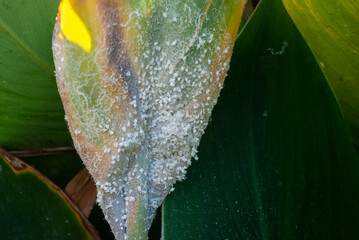 Close-up of a group of tobacco whitefly (Scientific name Bemisia tabaci (Gennadius) clinging to and destroying leaves.