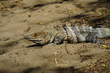 Green iguana (Iguana iguana), also known as the American iguana, Iguanidae family. Costa Rica.