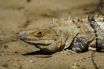 Green iguana (Iguana iguana), also known as the American iguana, Iguanidae family. Costa Rica.