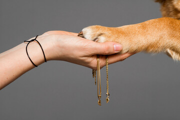 yellow labrador retriever dog holding paw hands with a woman, holding a necklace too in a studio on a grey background