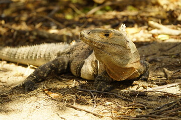 Green iguana (Iguana iguana), also known as the American iguana, Iguanidae family. Costa Rica.