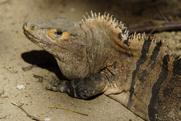 Green iguana (Iguana iguana), also known as the American iguana, Iguanidae family. Costa Rica.