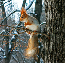 Fototapeta premium Beautiful squirrel on a tree.