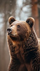 A portrait captures the majestic presence of a large Carpathian brown bear, exemplifying the beauty and strength of this wild animal species.