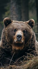 Fototapeta premium A portrait captures the majestic presence of a large Carpathian brown bear, exemplifying the beauty and strength of this wild animal species.