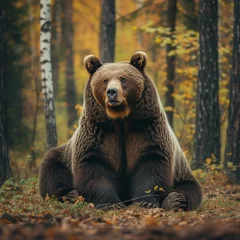 Fototapeten A large brown bear resting in an autumn forest. Made with generative ai © ferid
