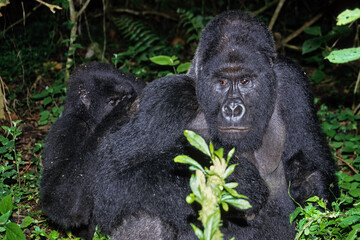 Gorille des montagnes, Gorilla beringei beringei, République démocratique du Congo