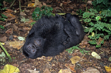 Gorille des montagnes, Gorilla beringei beringei, République démocratique du Congo