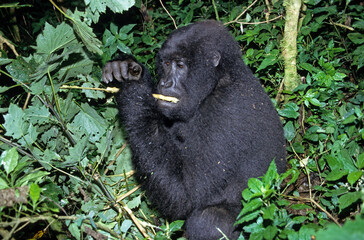 Gorille des montagnes, Gorilla beringei beringei, République démocratique du Congo