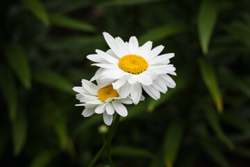 White chamomile in the garden. Shallow depth of field (DOF)