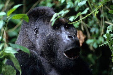 Gorille des montagnes, Gorilla beringei beringei, République démocratique du Congo