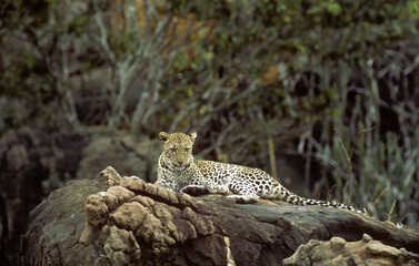 Léopard, Panthera pardus, Kenya