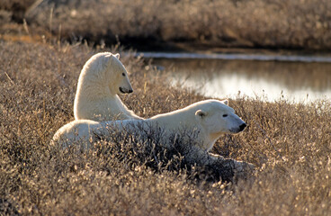 Fototapeta premium Ours blanc, Thalassarctos maritimus, Churchill , Canada