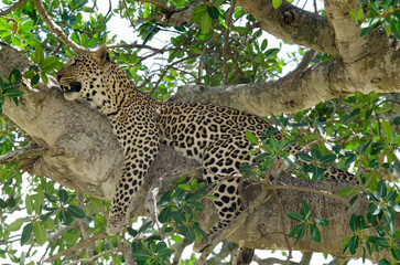 Léopard, Panthera pardus, Afrique de l'Est