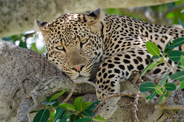 Léopard, Panthera pardus, Afrique de l'Est
