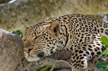Léopard, Panthera pardus, Afrique de l'Est