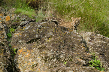 Léopard d'Afrique, Panthera pardus pardus, Afrique