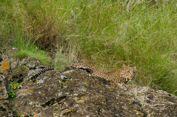 Léopard d'Afrique, Panthera pardus pardus, Afrique