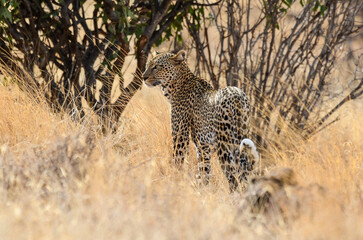 Léopard d'Afrique, Panthera pardus pardus, Afrique