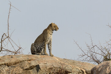 Léopard d'Afrique, Panthera pardus pardus, Afrique