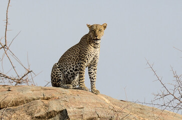 Léopard d'Afrique, Panthera pardus pardus, Afrique