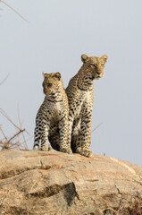 Léopard d'Afrique, Panthera pardus pardus, Afrique