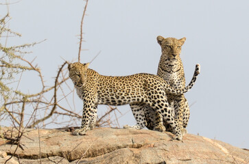 Fototapeta premium Léopard d'Afrique, Panthera pardus pardus, Afrique