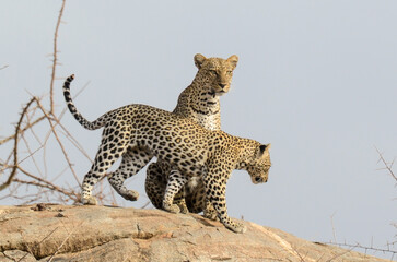Léopard d'Afrique, Panthera pardus pardus, Afrique