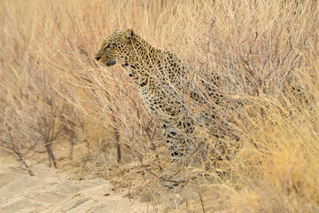 Naklejka premium Léopard d'Afrique, Panthera pardus pardus, Afrique