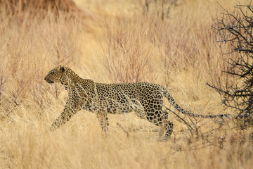 Léopard d'Afrique, Panthera pardus pardus, Afrique