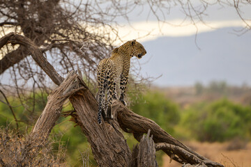 Léopard d'Afrique, Panthera pardus pardus, Afrique
