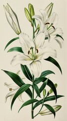 Fototapeta na wymiar The vintage chromolithograph showcases botanical art, portraying the Madonna Lily or Lilium candidum.