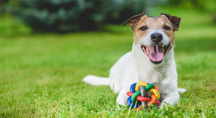Happy smiling dog lying on grass with colorful pet toy ball