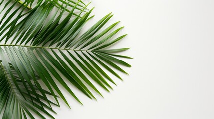 Obraz premium A palm leaf laid flat on a white background, symbolizing the essence of summer. Top view perspective.