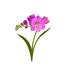 Freesia pink cosmos flower isolated illustration
