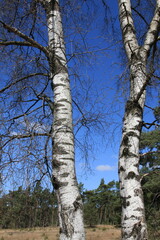 Fototapeta premium Trunks of birches against the backdrop of a pine forest