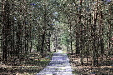 Road through the pine forest
