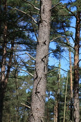 Fototapeta premium Pine forest in the Veluwe National Park