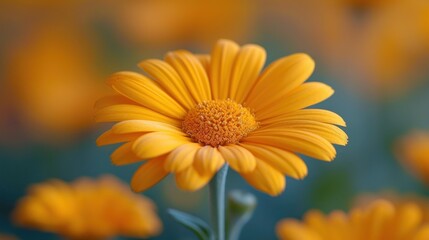 a close up of a yellow flower with many other flowers in the background and a blue sky in the background.