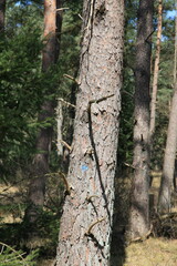 trunk of a pine in the Veluwe  National  Park