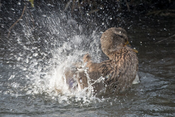 female mallard duck splashing water  - Powered by Adobe