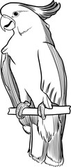 cockatoo parrot engraving style outline illustration isolated on transparent background