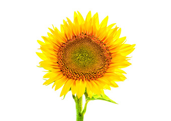 A sunflower flower Isolated