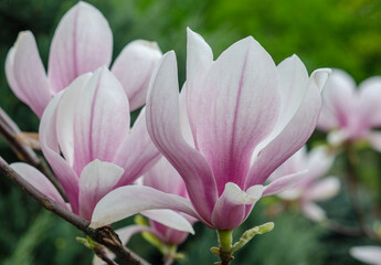 spring view of magnolia in luxurious bloom