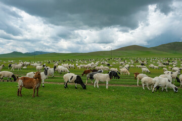 Naklejka na ściany i meble Herd of sheep and goats in the Mongolian steppe.