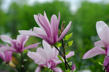 spring view of magnolia in luxurious bloom