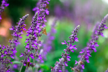Violet Lavender flower in flower garden.