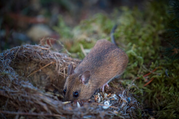 a portrait from a wood mouse, apodemus sylvaticus , at a bird nest with seeds for birds on the forest floor at a morning