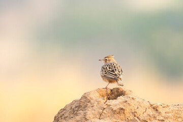 Skylark bird perched on the ant-hill